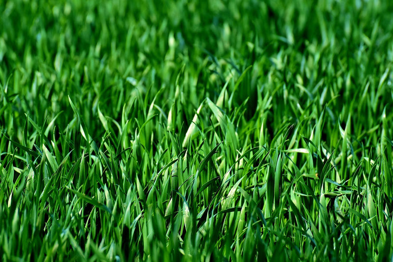 Planting a Lawn