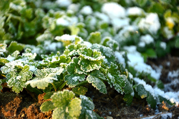 Caring for Winter Gardens: Fertilizers and Disease Prevention