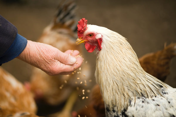 Backyard Chickens and Micronutrients
