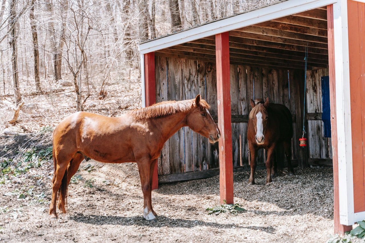 Barn Hygiene