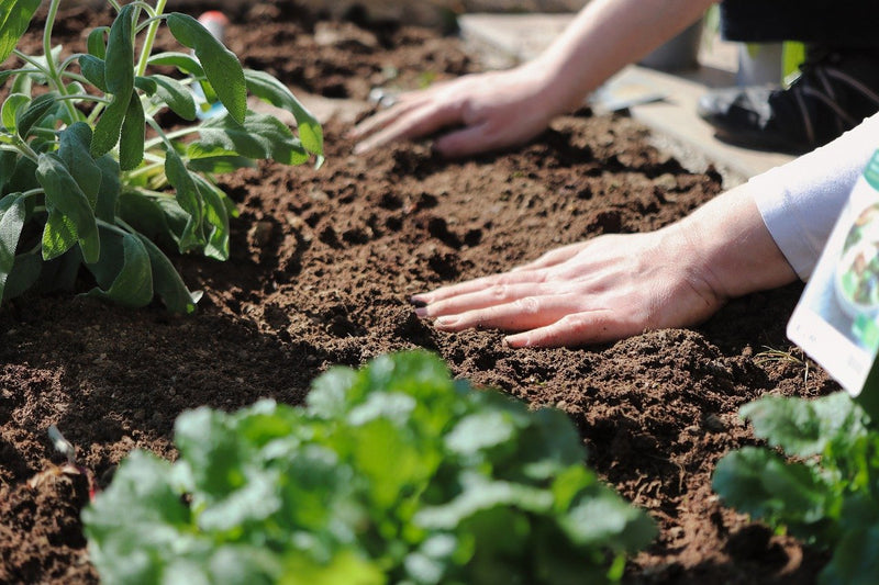 How Do You Know if Low pH Plants are Right for You?