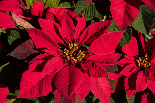 How to Care for Poinsettias After the Holidays