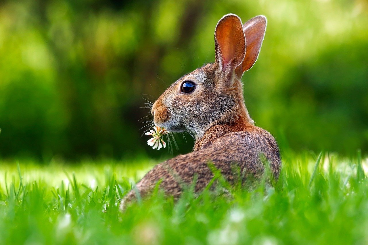 Preparing Your Lawn for New Grass