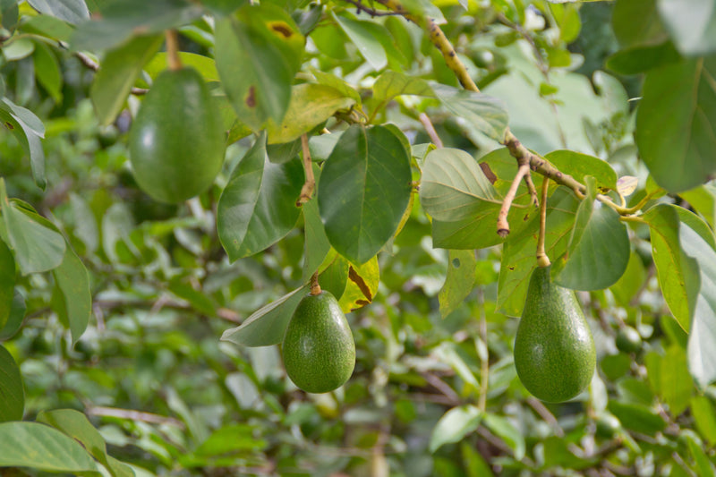 Caring For Your Growing Avocado Tree
