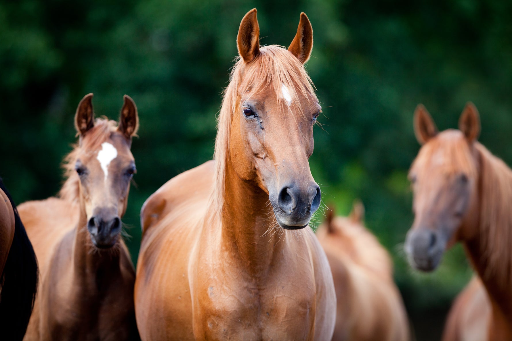Becoming a First-time Horse Owner
