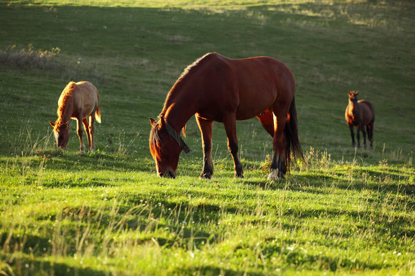 Everything You Need to Know About Keeping Your Horse on Pasture
