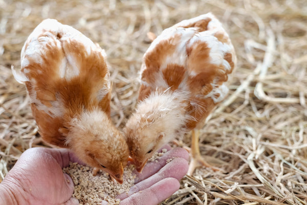 What ARE Chickens Fed? We explore the basics.