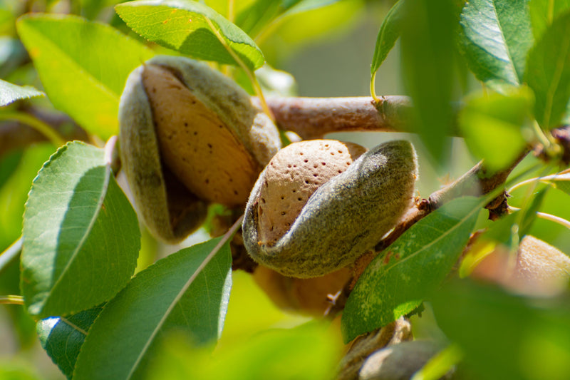 SaferGro’s Homegrown Almond Guide