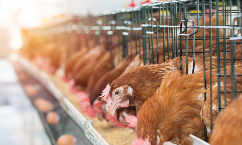 Nutrients You Should Know for Your Chicken’s Best Health