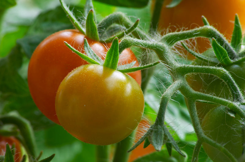Homegrown Tomato Guide