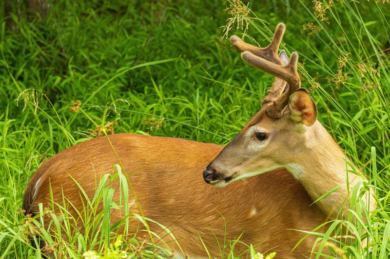 Why Food Plots?