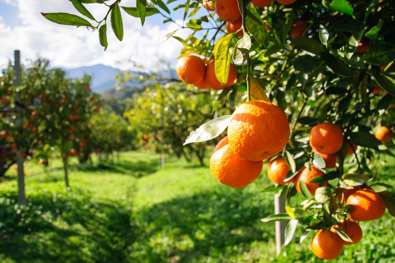 Prioritizing Consumer Health with Efficient Biopesticides