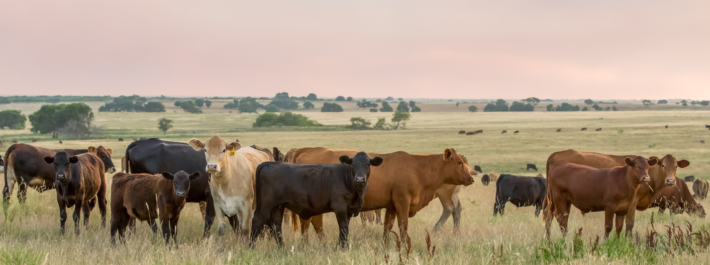 Organic - Animal Care