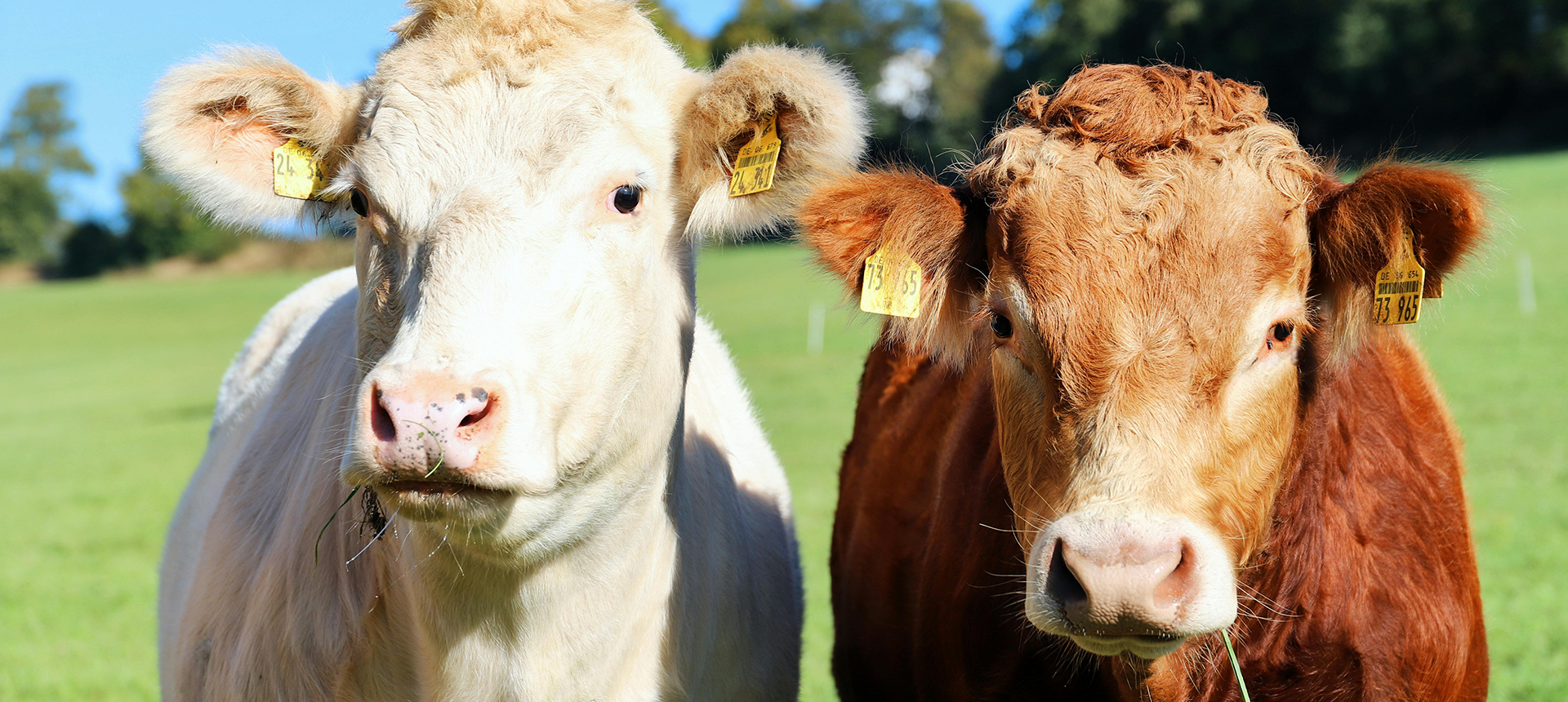 Livestock - Cattle