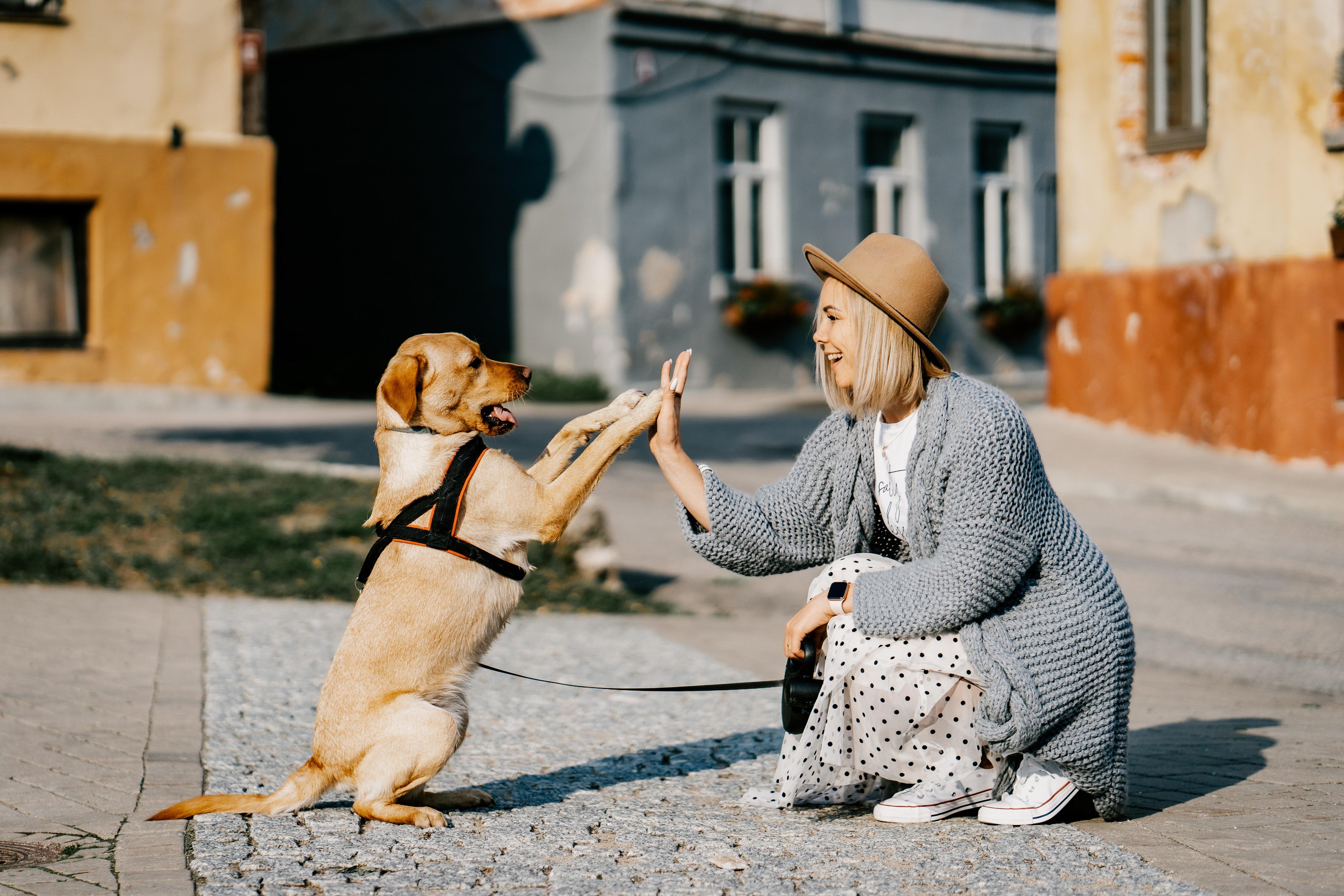 Pets