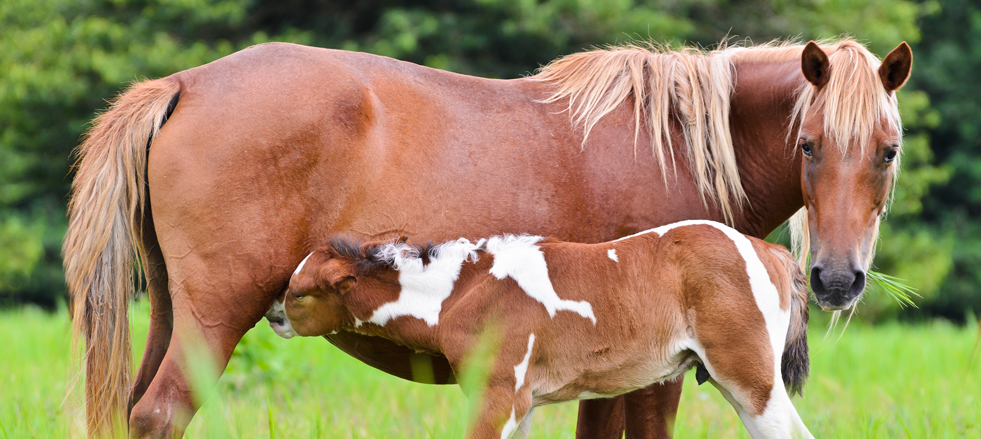 Equine