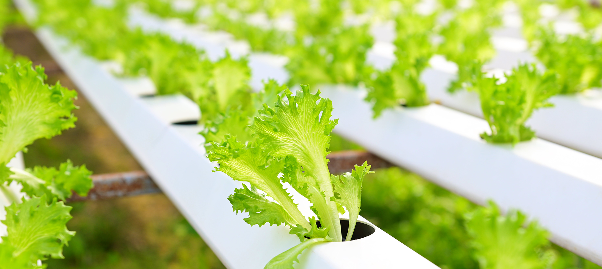 Hydroponics