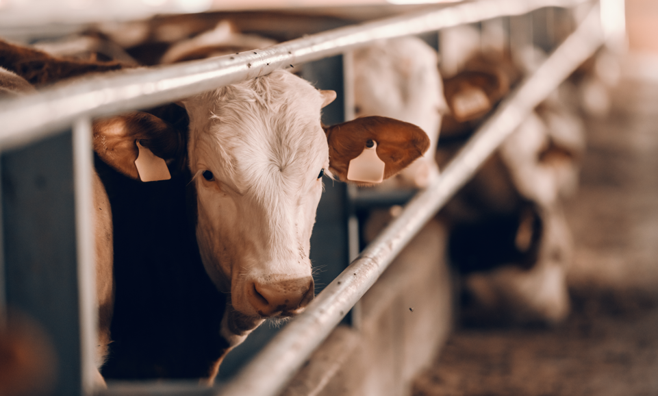 Livestock