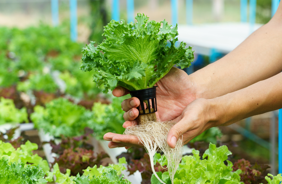 Hydroponics - Organic