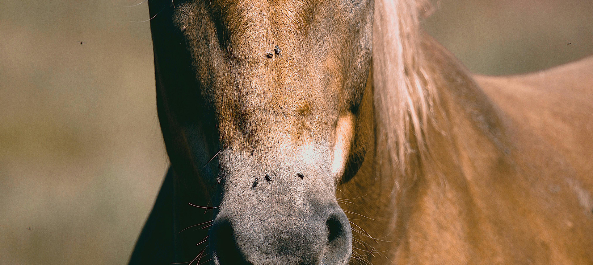 Equine - Pest Control