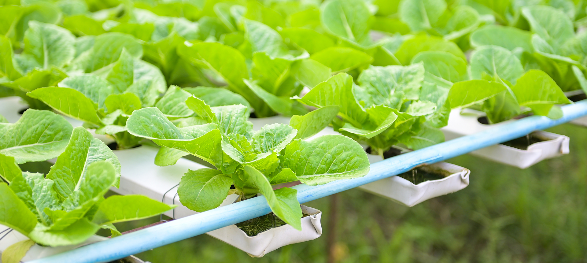 Hydroponics - Plant Nutrition