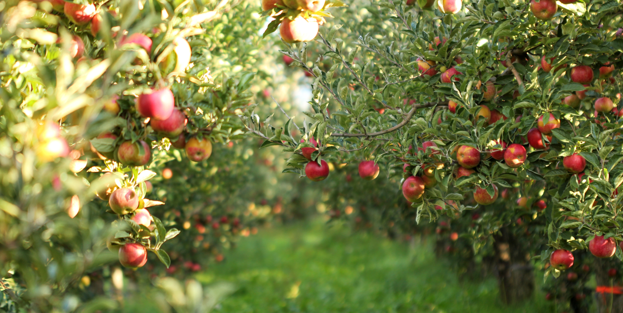 Farming - Plant Nutrition