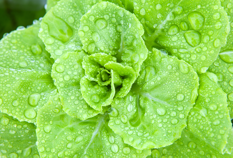 Hydroponics - Plant Protection
