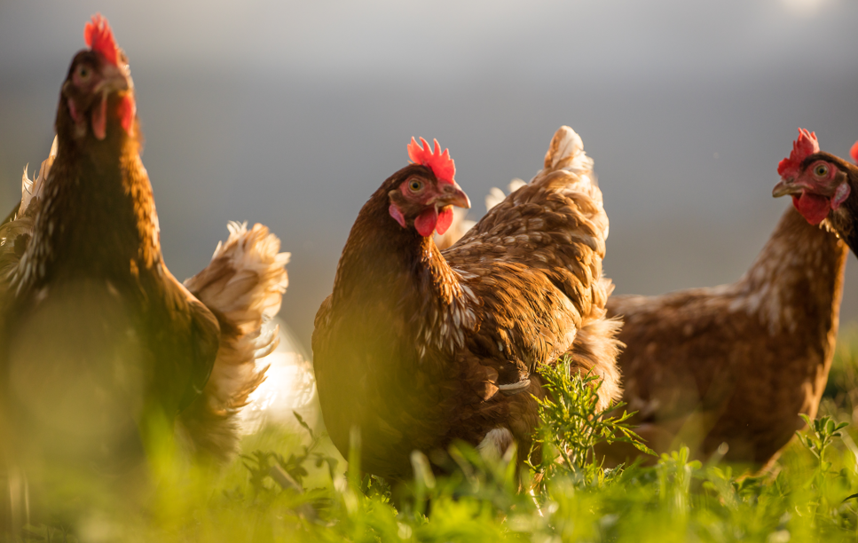 Livestock - Poultry