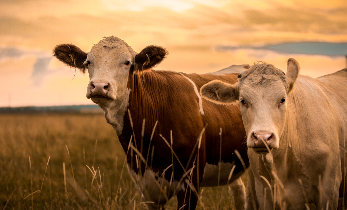 Selection of Animal Product