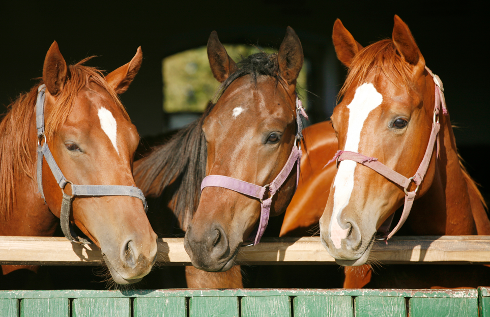 Equine - Supplements
