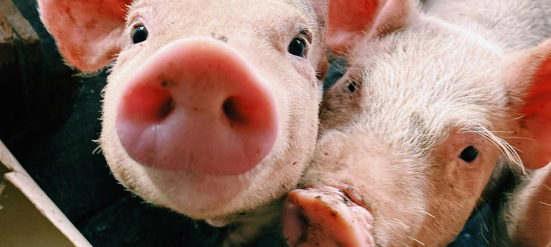 Livestock - Swine