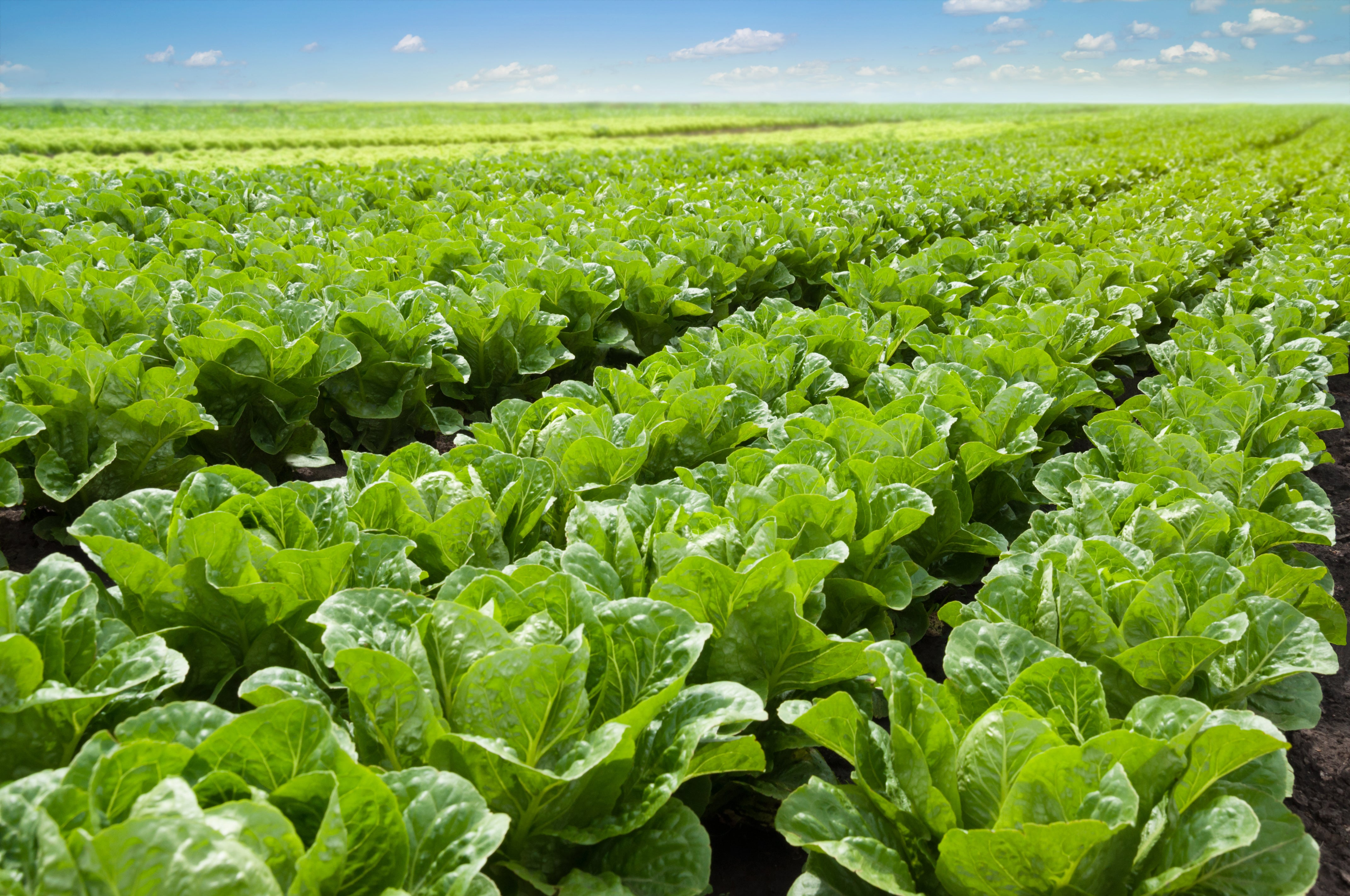 Farming