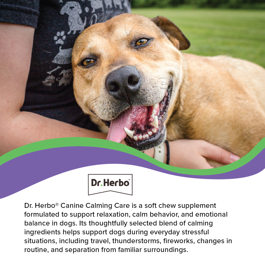 Canine Calming Care Soft Chew