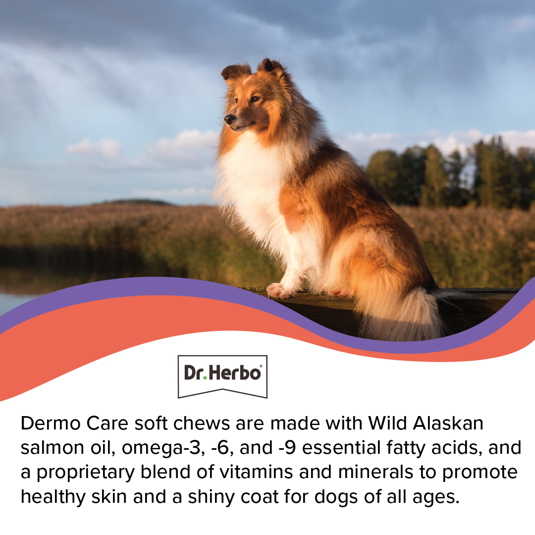 Canine Dermo Care Soft Chew (test)