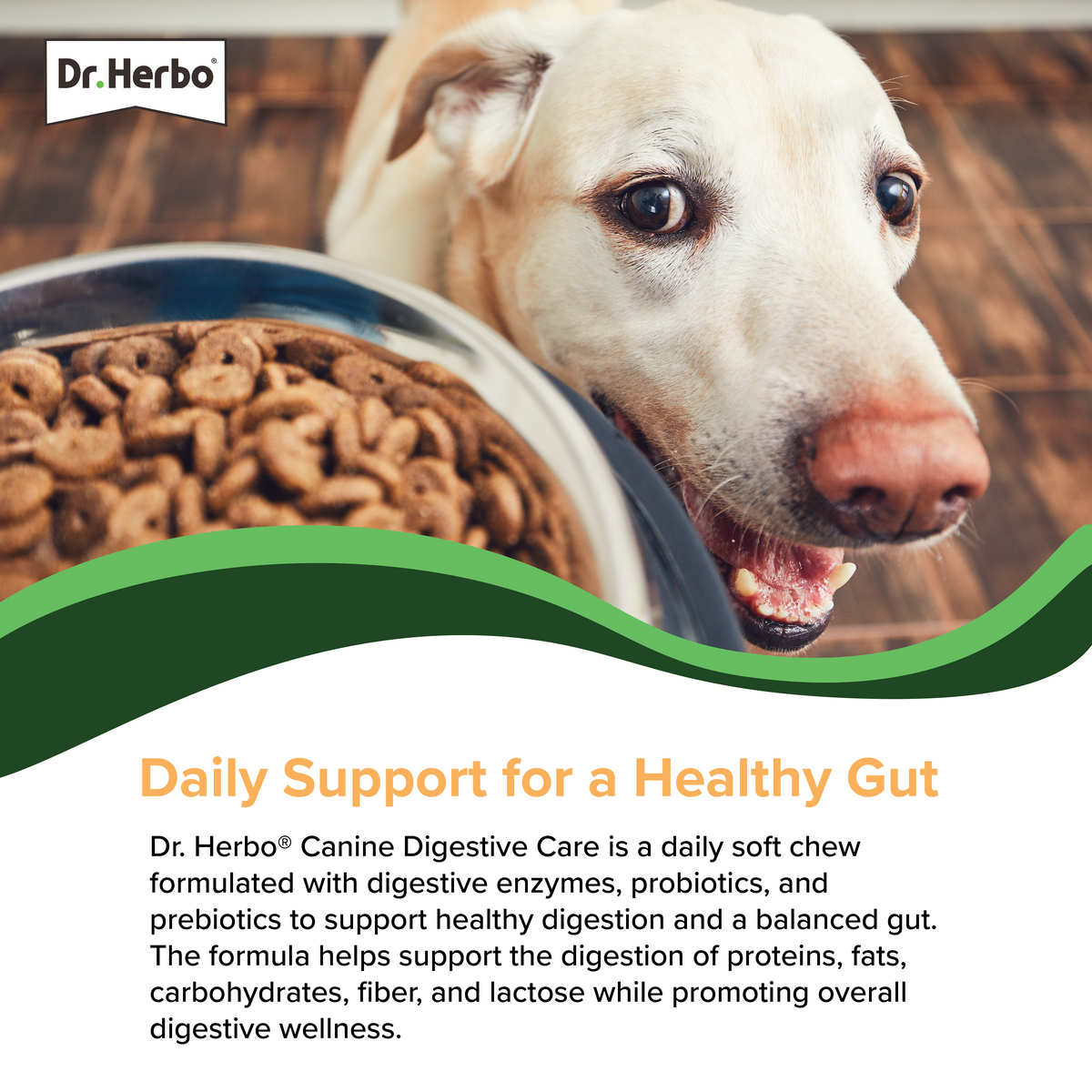Canine Digestive Care Soft Chew