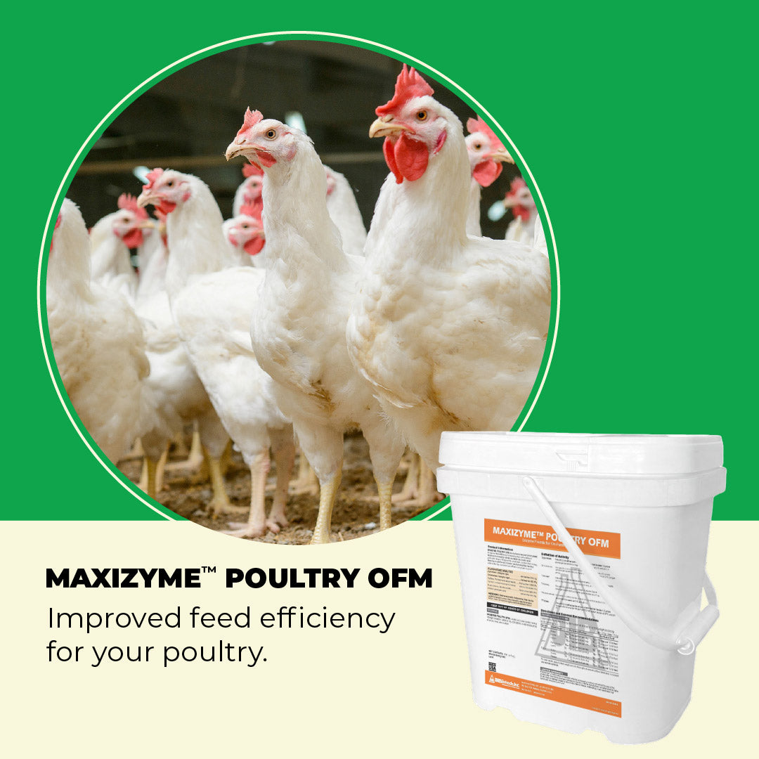 Maxizyme Poultry OFM product with chickens on a green background