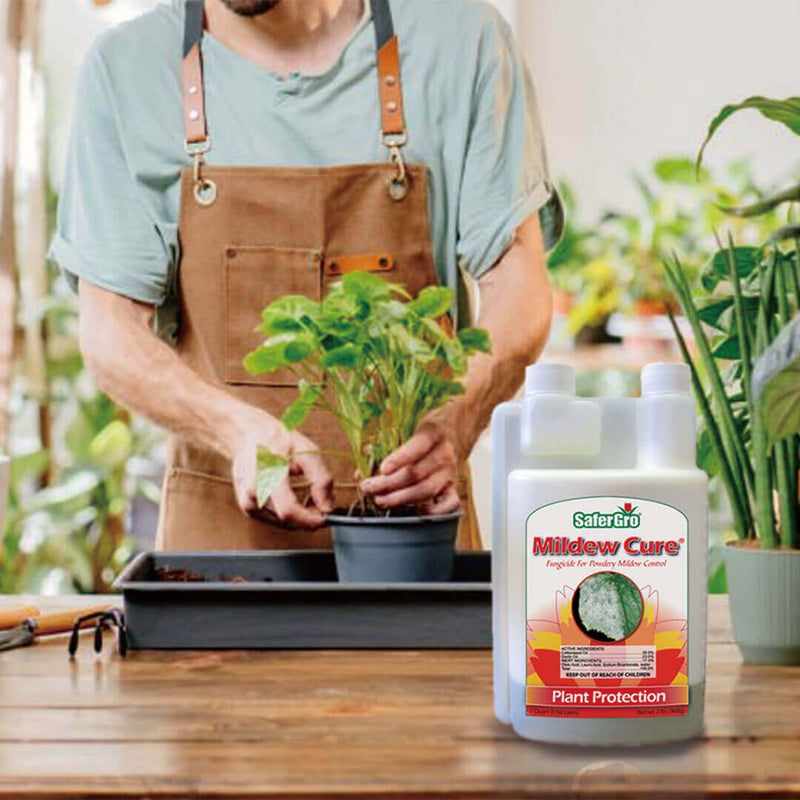 Gardeners spray Mildew Cure on indoor flower pots to prevent mildew