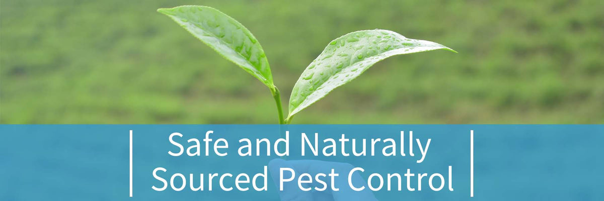 Safe and Naturally Sourced Pest Control