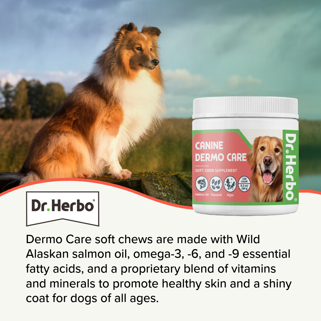 Dr. Herbo Canine Dermo Care Soft Chew (test)