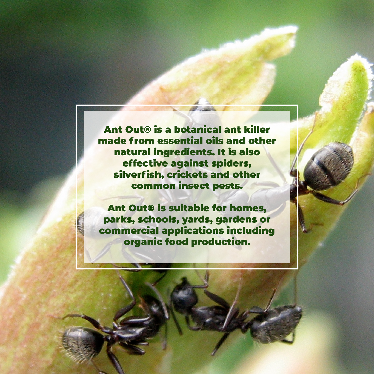 Ant Out® 即用型 |植物源農藥
