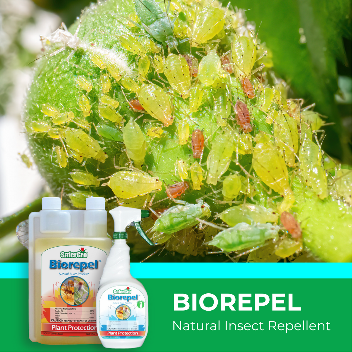 Biorepel natural insect repellent with aphids on a plant