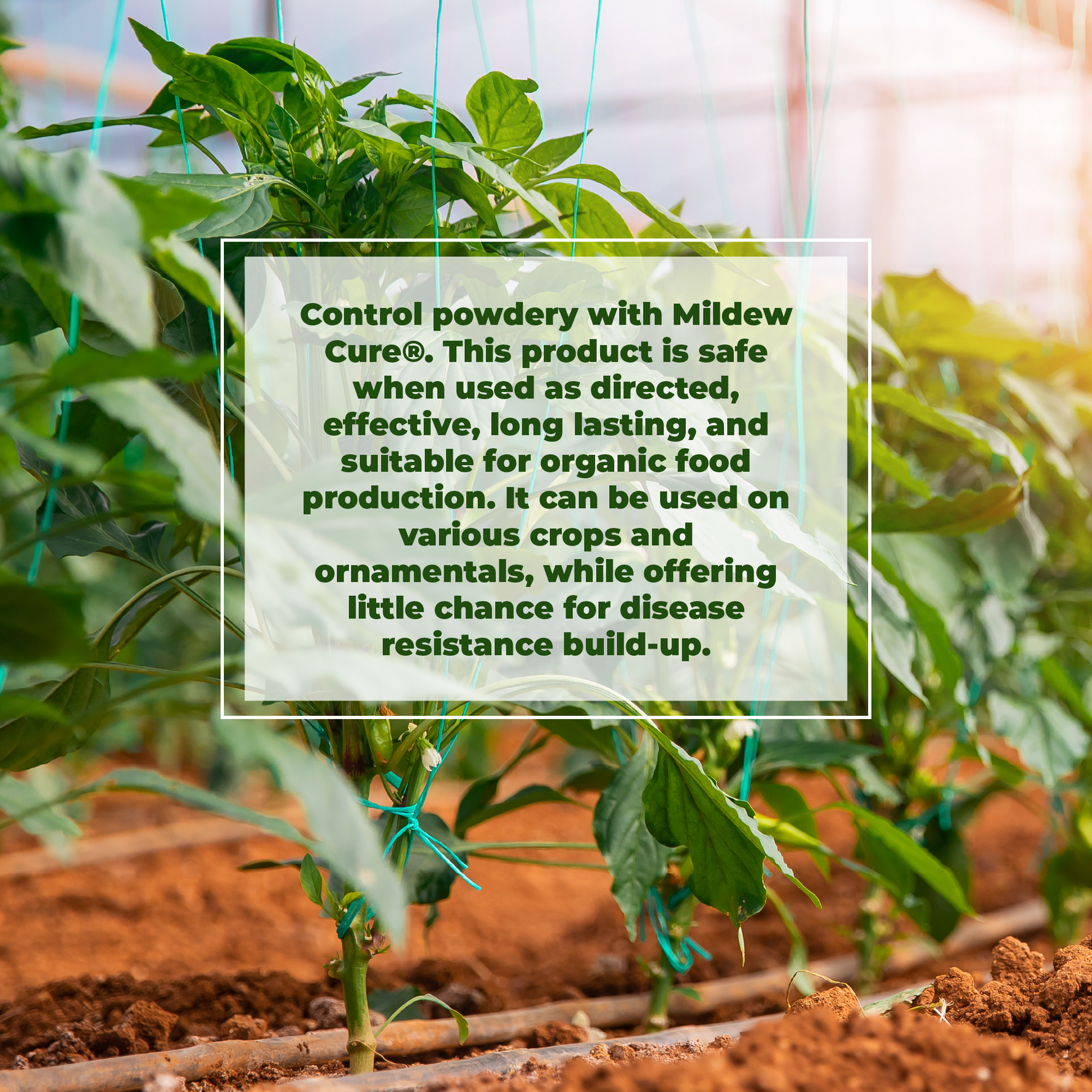 Plants in a greenhouse with text overlay about a product for powdery mildew control.