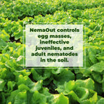 Green leafy plants with text overlay about NemaOut controlling nematodes.