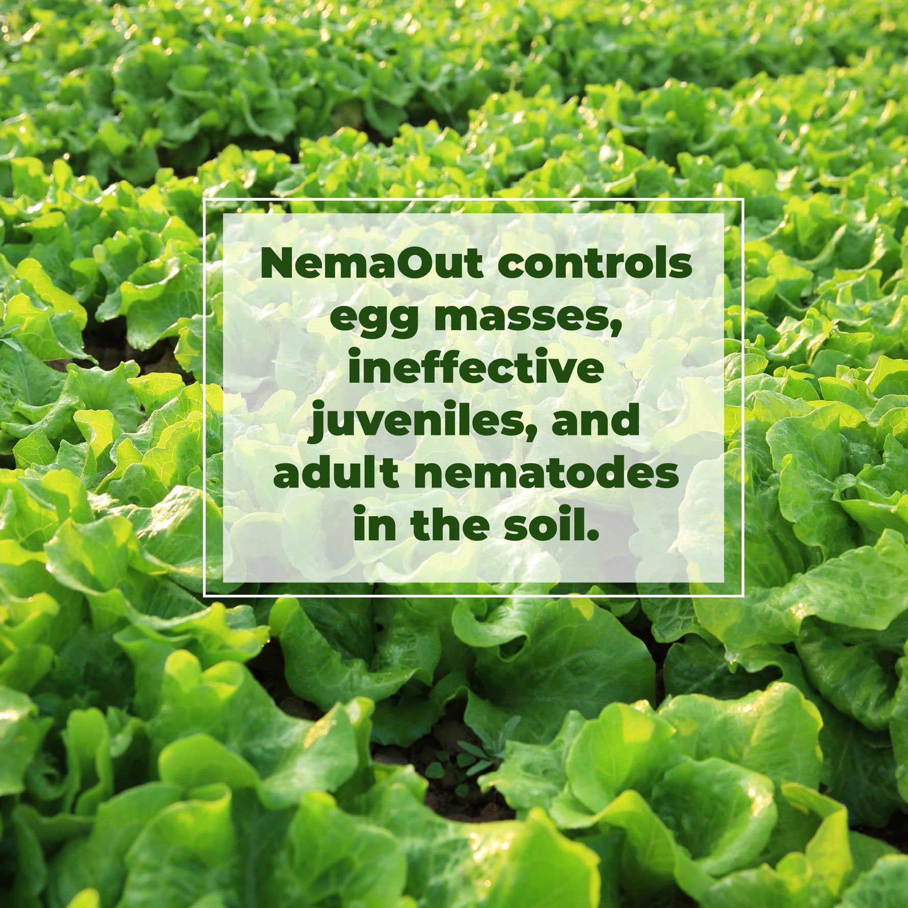 Green leafy plants with text overlay about NemaOut controlling nematodes.