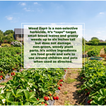 Strawberry field with a clear sky and text about Weed Zap herbicide.